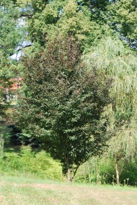 Fagus sylvatica 'Rohanii' - buk lesní - letní habitus (22) 2